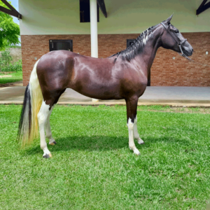 haras-agua-branca-cavalos-Mangalarga-e-Mangalarga-Marchado-001