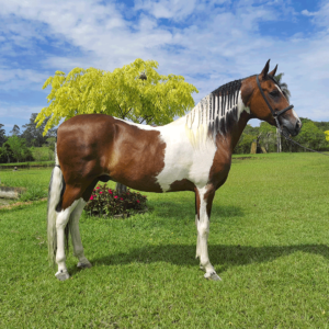 haras-agua-branca-cavalos-Mangalarga-e-Mangalarga-Marchado-003