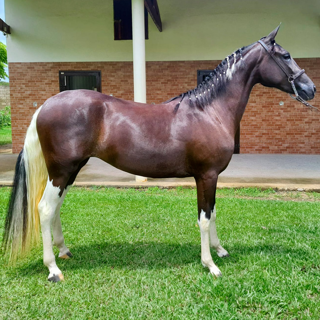 cavalo-egua-garanhao-mangalarga-marchador-estrela-do-ped-1