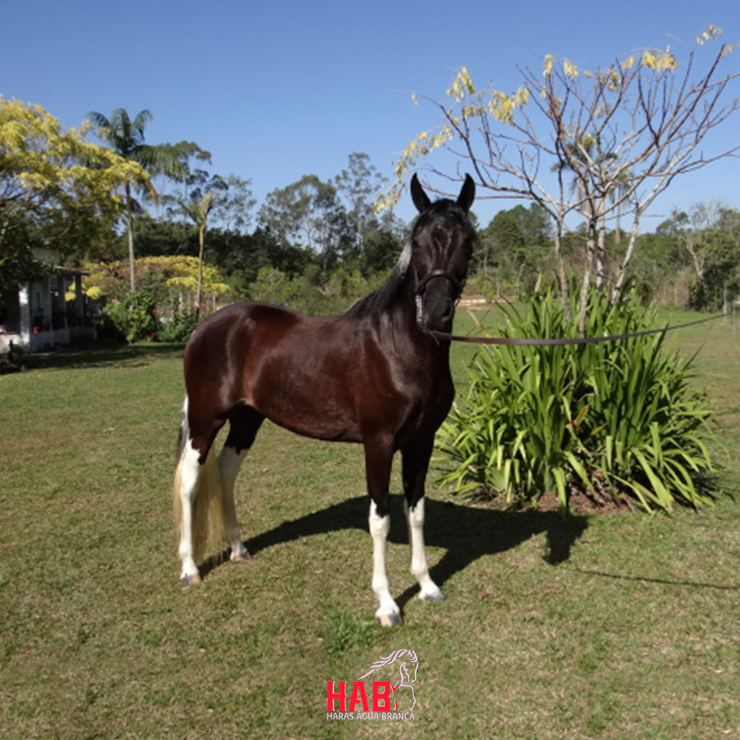 cavalo-egua-garanhao-mangalarga-marchador-estrela-do-ped-2