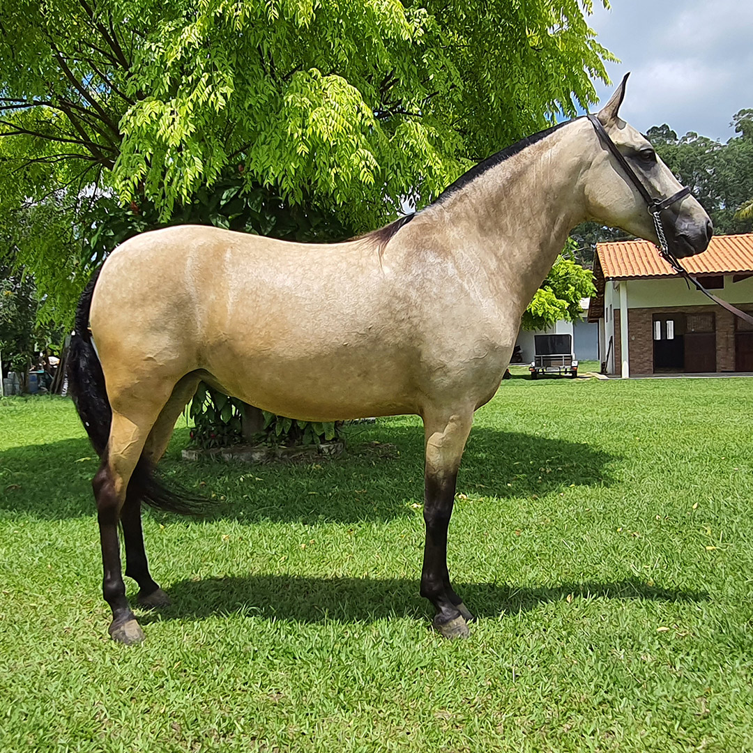 cavalo-egua-garanhao-mangalarga-marchador-venus-do-ped-4