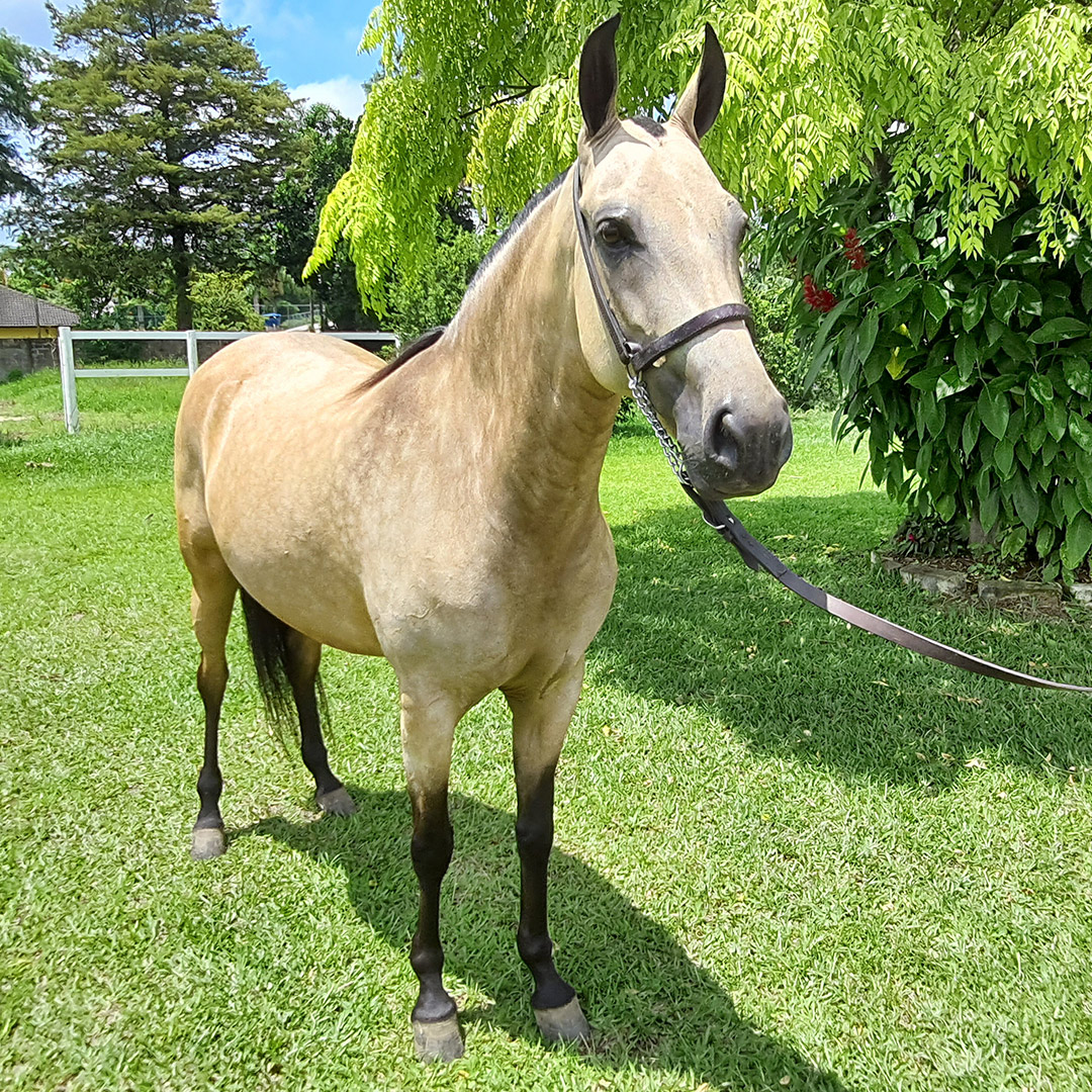 cavalo-egua-garanhao-mangalarga-marchador-venus-do-ped